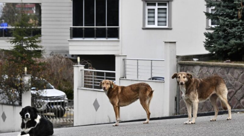 Başıboş sokak köpekleri